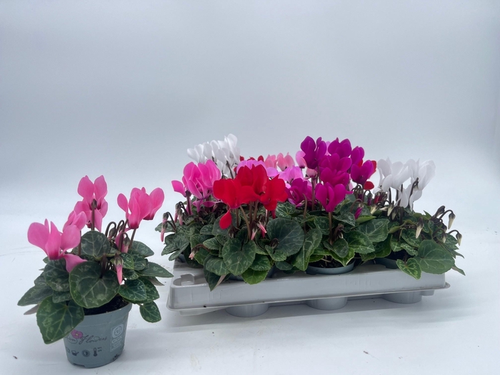 <h4>CYCL KL SUP VERANO</h4>