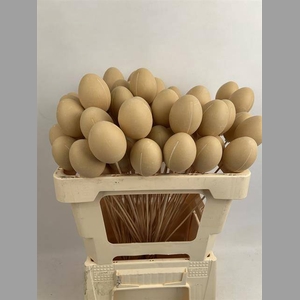 PAAS EI NATURAL 7 CM OP STOK