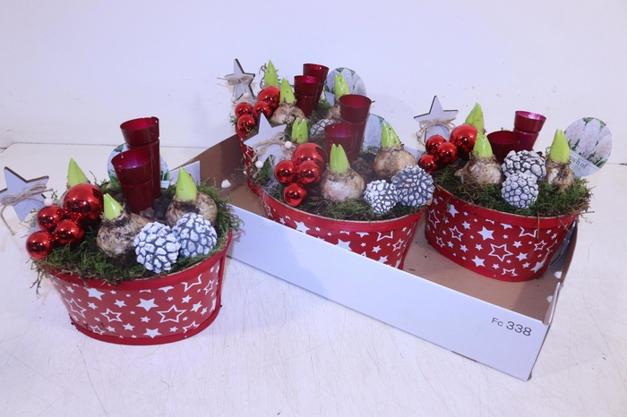 <h4>ARR HYACINTH</h4>