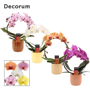 Phalaenopsis boog mix in Liam (Coffee blend-collection)