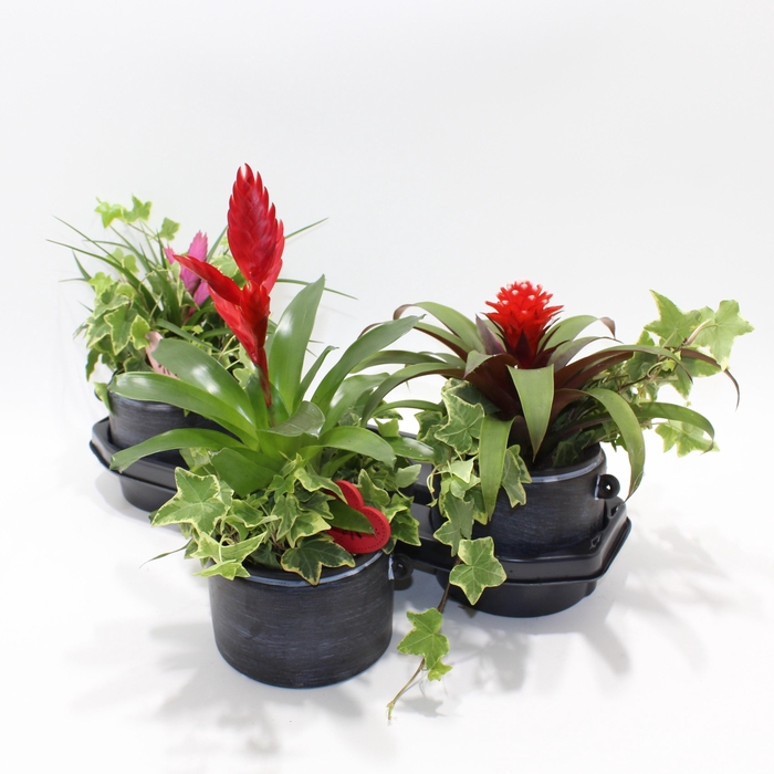 <h4>ARR BROMELIA H%</h4>