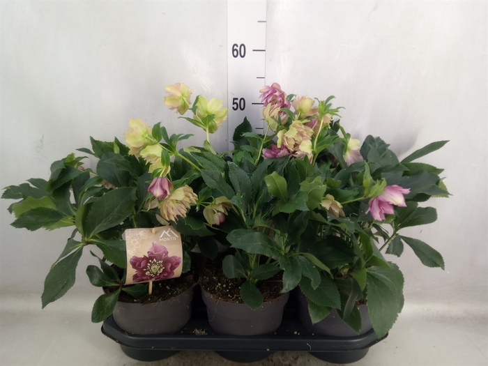 <h4>Helleborus ori.</h4>