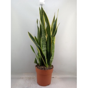 Sansevieria trifa. 'Laurentii'