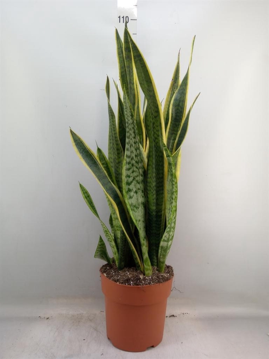 <h4>Sansevieria trifa. 'Laurentii'</h4>