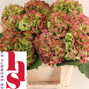 HYDR M CH WHI VER CL