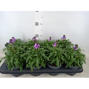 Erysimum linifolium 'Bowles Mauve'