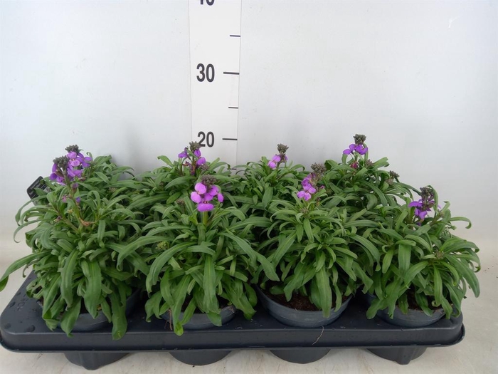 <h4>Erysimum linifolium 'Bowles Mauve'</h4>