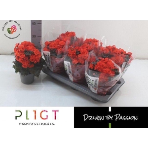 BEGONIA MOCCA ORANGE P14