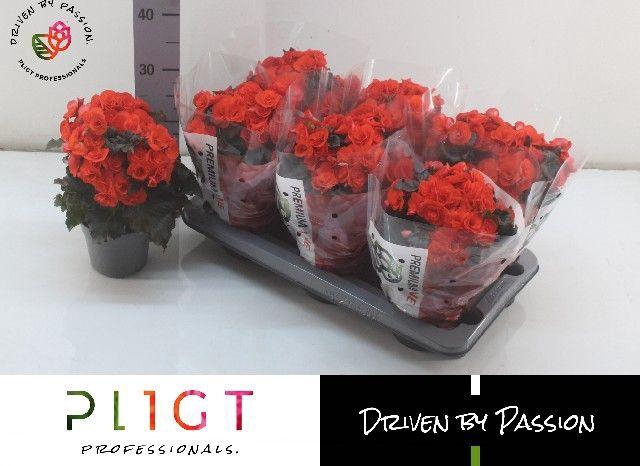 <h4>BEGONIA MOCCA ORANGE P14</h4>