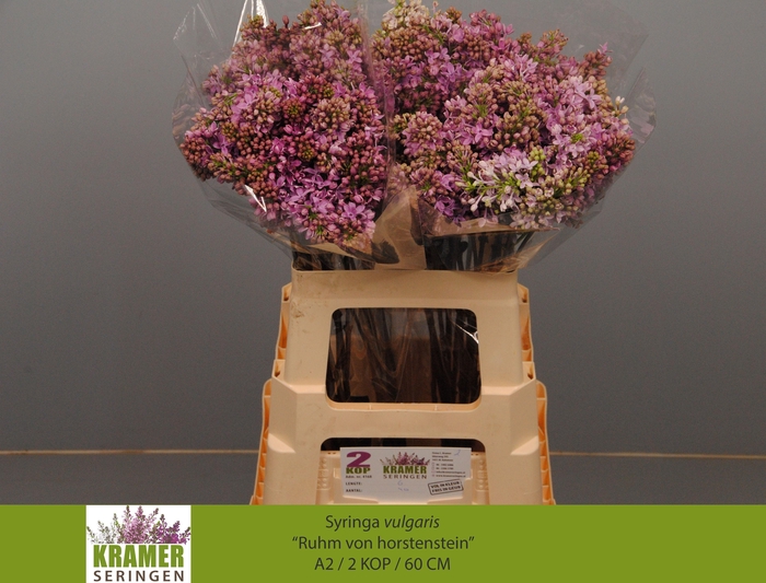 <h4>SYR V R V HORSTENST</h4>