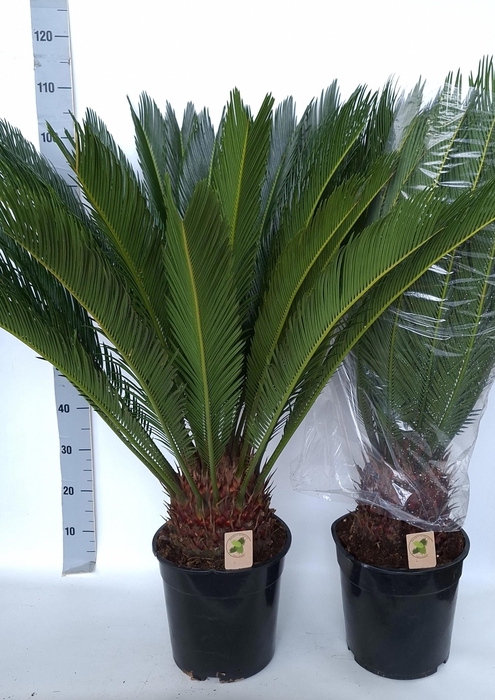 <h4>CYCAS REVOLUTA</h4>