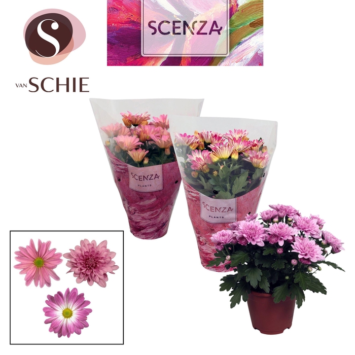 <h4>Chrysanne® Pink Mix SCENZA</h4>