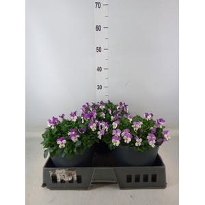 Viola corn. 'Evo Mini Pink Wing'