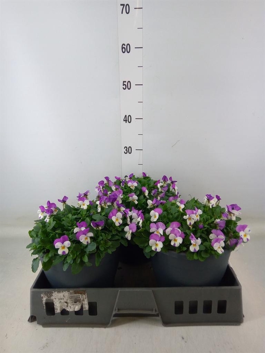 <h4>Viola corn. 'Evo Mini Pink Wing'</h4>