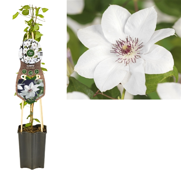 <h4>Clematis 'Miss Bateman' +3.0 label</h4>