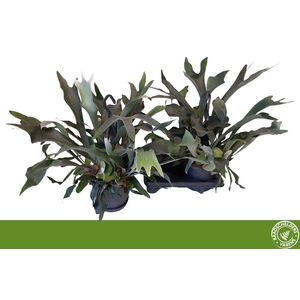 PLATYC BIFURCATUM