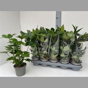 Fatsia Ov
