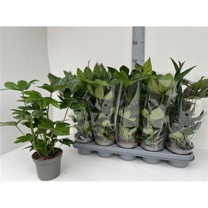 Fatsia Ov