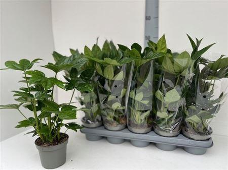 <h4>Fatsia Ov</h4>