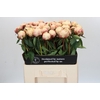 Paeonia Ann Cousins