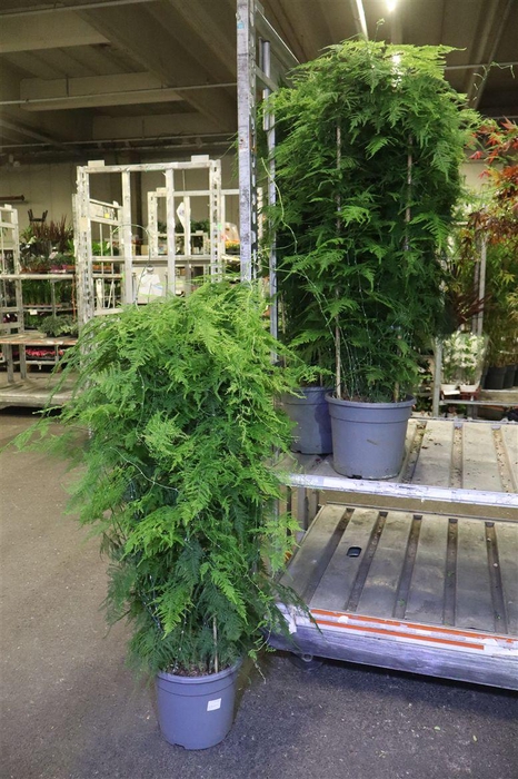 <h4>arr8 Aspar Setaceus</h4>