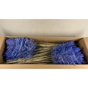 Df Pampas 115cm Cobalt