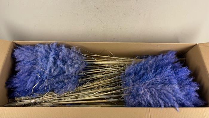 <h4>Df Pampas 115cm Cobalt</h4>