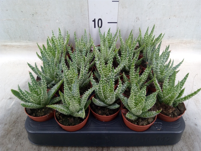 <h4>Aloe humilis</h4>