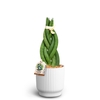SANSEVIERIA CYLINDRICA P10 NORDIC W