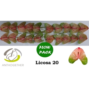 Anthurium andr. 'Licosa'
