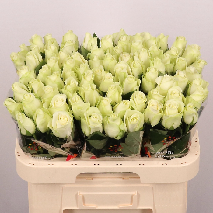 <h4>R GR SNOWSTORM+</h4>