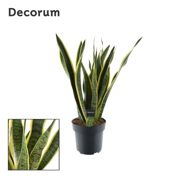 <h4>Sansevieria Laurentii (Decorum) 21 cm</h4>