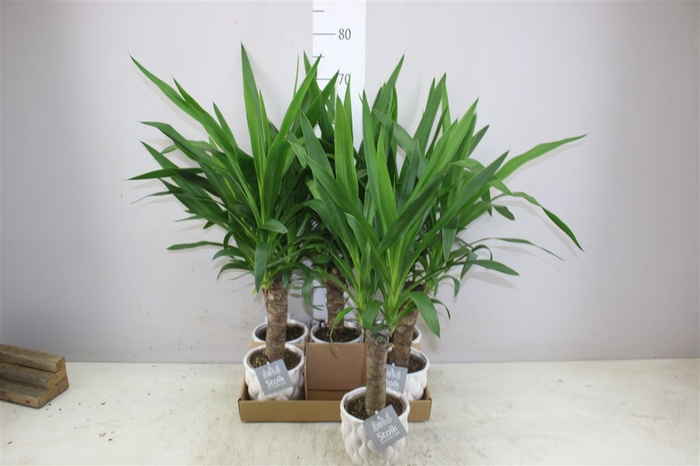 <h4>Yucca Enkel Stam 2+ Ariel Keramiek</h4>