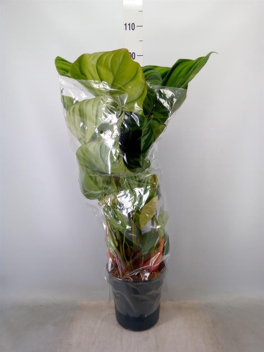 <h4>Philodendron ...</h4>