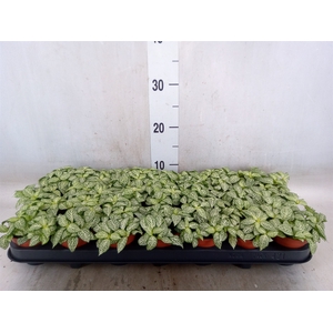Fittonia  'Mosaic White Forest Fla'