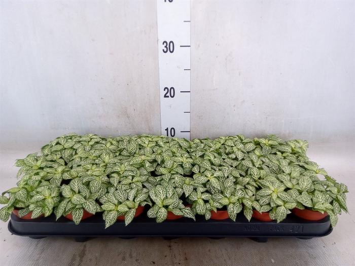 <h4>Fittonia  'Mosaic White Forest Fla'</h4>