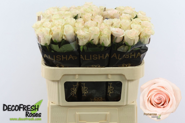 <h4>R Gr Pomarosa Alisha</h4>