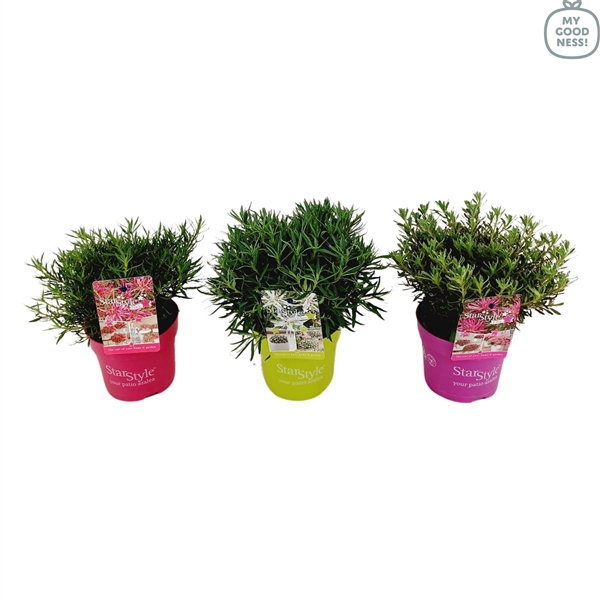 <h4>Azalea Japonica StarStyle 25/p15 'Mix'</h4>