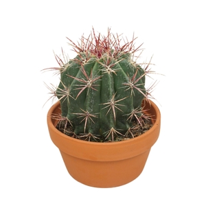 Ferocactus pilosus