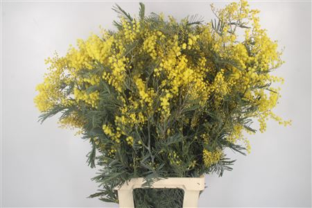 <h4>Acacia Mimosa Per Stem Super</h4>