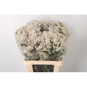 Ozoth Cook Tall White Per Bunch