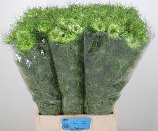 <h4>NIGE D GREEN DREAM</h4>