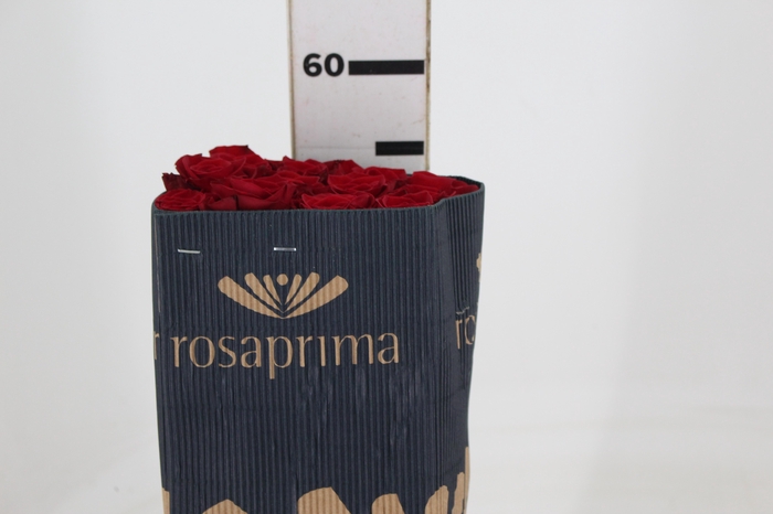 <h4>ROSA VERMELHA FREEDOM 050 IMPORTADA</h4>
