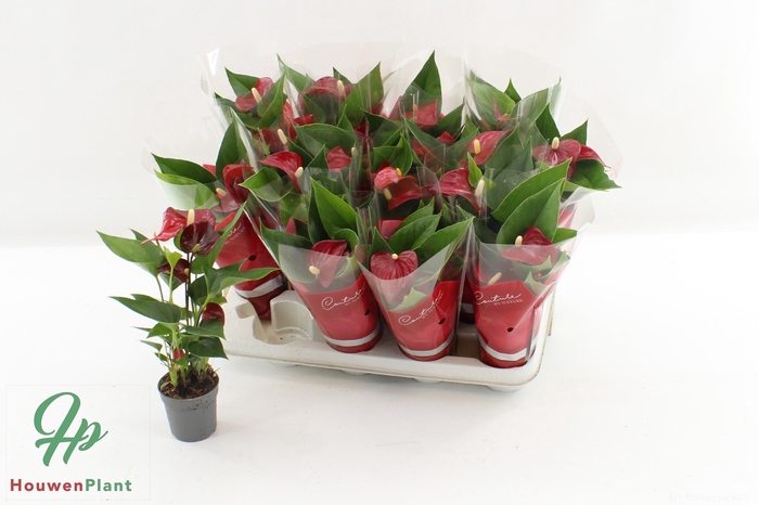 <h4>ANTHU AN SUCCESS RED</h4>