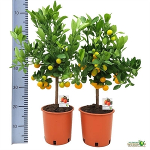 CITR MICROCARPA