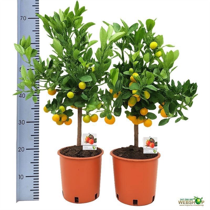 <h4>CITR MICROCARPA</h4>