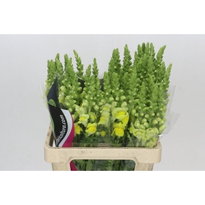 Antirrhinum Potomac Yellow