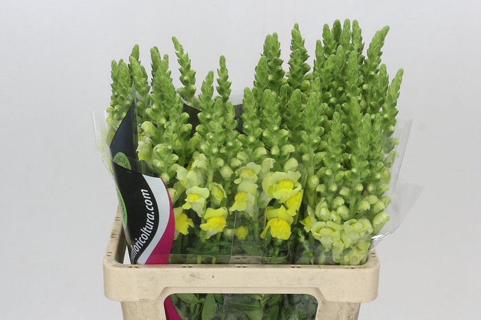 <h4>Antirrhinum Potomac Geel</h4>