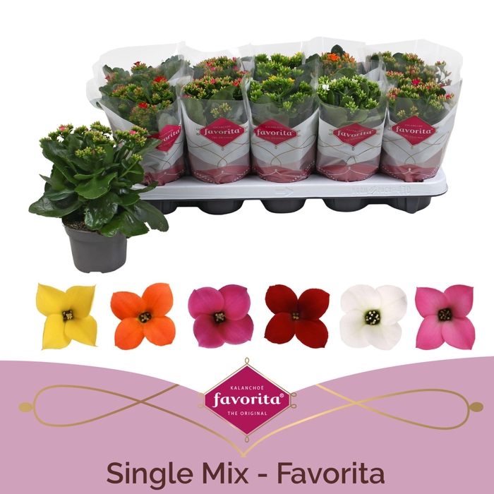 <h4>Kalanchoe enkel gemengd 6klr.</h4>