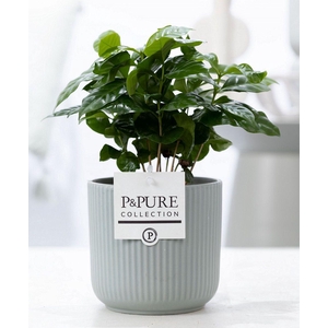 Coffea Arabica in P&PURE Sophie ceramics green